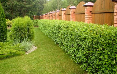 Деревья вдоль забора со стороны улицы. Какие типы заборов нуждаются в насаждениях