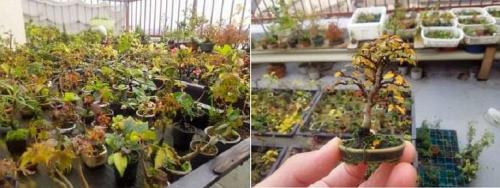 Мини-деревья в горшках. Техники (способы) их выращивания