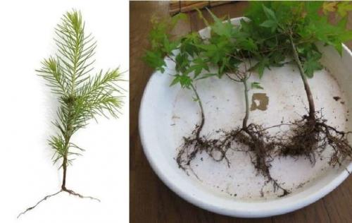 Мини-деревья в горшках. Техники (способы) их выращивания
