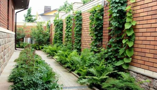 Деревья вдоль забора со стороны улицы. Какие типы заборов нуждаются в насаждениях