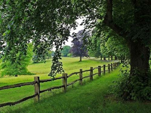 Какие деревья можно сажать близко к забору. Удаление от забора