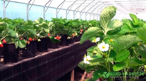 Оранжерейные лианы: как сделать ваш сад более привлекательным 03 Оранжерейные лианы: как сделать ваш сад более привлекательным 03