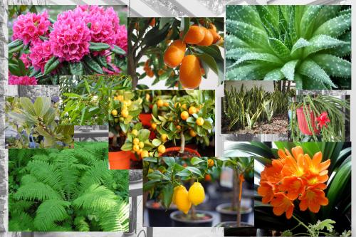 Оранжерейные лианы: как сделать ваш сад более привлекательным 04 Оранжерейные лианы: как сделать ваш сад более привлекательным 04