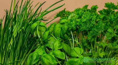 Оранжерейные лианы: как сделать ваш сад более привлекательным 02 Оранжерейные лианы: как сделать ваш сад более привлекательным 02