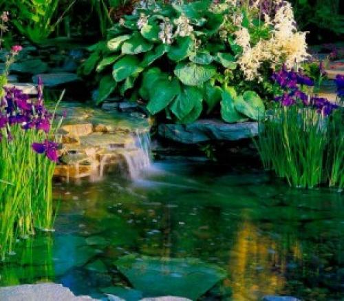 Как сделать воду в пруду прозрачной. Как сохранить воду в водоеме прозрачной?