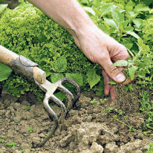 Уксус и соль против сорняков. Соль и уксус от сорняков - рабочее средство