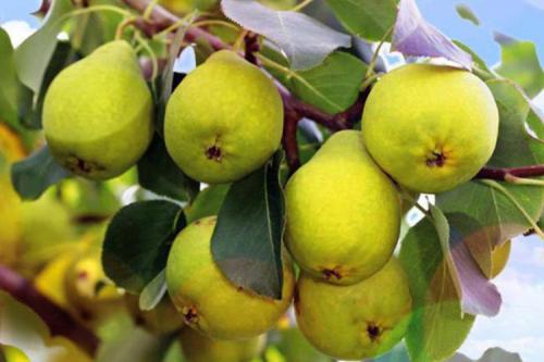 Сколько нужно сажать груш, чтобы они плодоносили. Выращивание груши: советы опытных дачников
