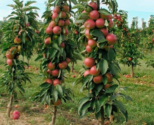 Как ухаживать за колоновидными плодовыми деревьями. Особенности Выращивания Колоновидных Деревьев