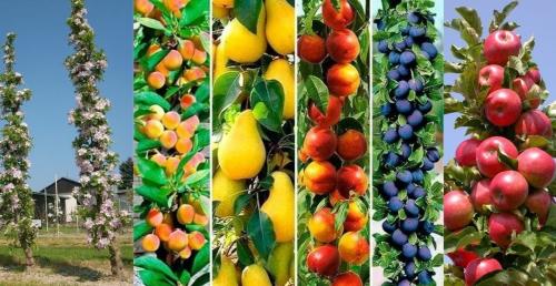 Как ухаживать за колоновидными плодовыми деревьями. Особенности Выращивания Колоновидных Деревьев