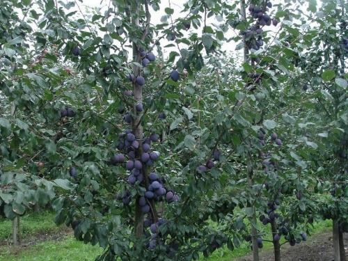 Как сажать деревья на участке. Ошибки при посадке деревьев 14 Как сажать деревья на участке. Ошибки при посадке деревьев 14