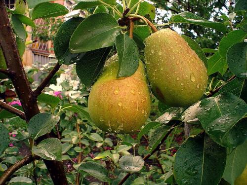 Как сажать деревья на участке. Ошибки при посадке деревьев 12 Как сажать деревья на участке. Ошибки при посадке деревьев 12