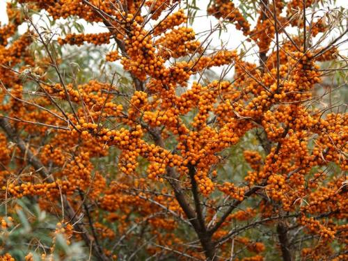 Как сажать деревья на участке. Ошибки при посадке деревьев 17 Как сажать деревья на участке. Ошибки при посадке деревьев 17