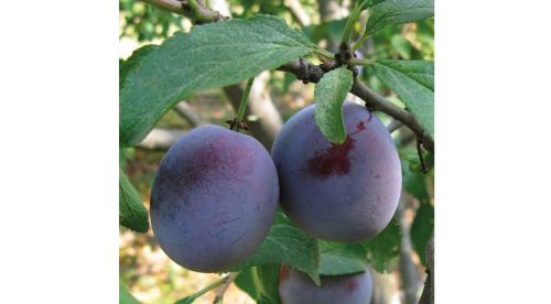 Как сажать деревья на участке. Ошибки при посадке деревьев 03 Как сажать деревья на участке. Ошибки при посадке деревьев 03