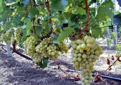 Как сажать деревья на участке. Ошибки при посадке деревьев 15 Как сажать деревья на участке. Ошибки при посадке деревьев 15