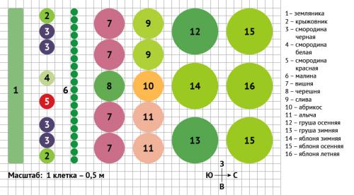 Как сажать деревья на участке. Ошибки при посадке деревьев 01