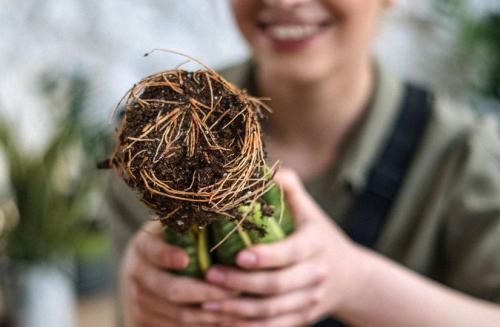 Лето: подходящее время для садоводства 01