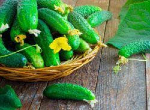 Зелёнка для огурцов и помидоров. Как она действует