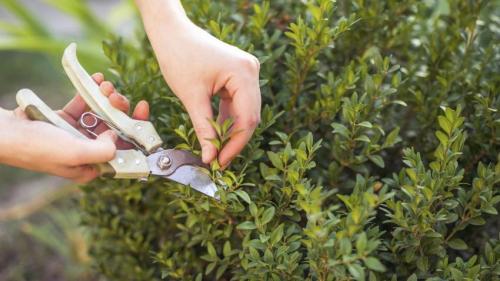 Как подстричь самшит шариком самому. Когда обрезать самшит, чтобы сформировать красивый куст