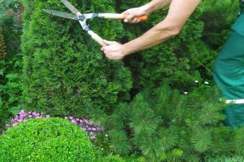Как красиво подстричь тую фигурно. Может ли стрижка туи нанести вред растению