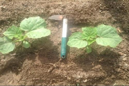 Почему не растут огурцы в теплице. Что делать, если плохо растут огурцы в теплице