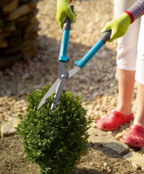 Как подстричь самшит шариком самому. Когда обрезать самшит, чтобы сформировать красивый куст