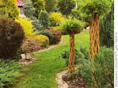 Плетёная ива из обычного куста. 'Датские корни' — плетёная ива или русская пальма