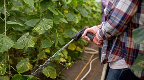 Чем поливать огурцы, чтобы быстрее росли и плодоносили