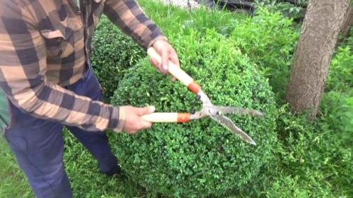 Как подстричь самшит шариком самому. Когда обрезать самшит, чтобы сформировать красивый куст
