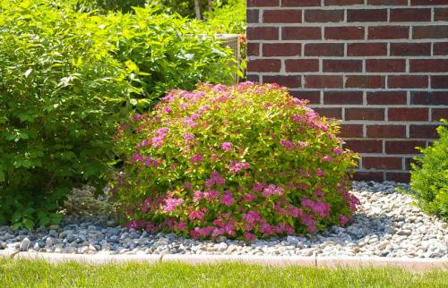 Как подстричь спирею в форме шара. Обрезка спиреи для начинающих – стригите, не бойтесь!