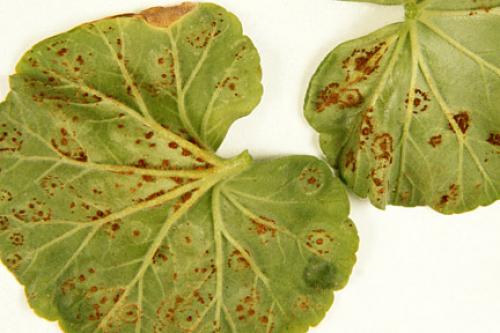 Какие заболевания могут поражать герань на улице. Идентификация болезни у пеларгоний