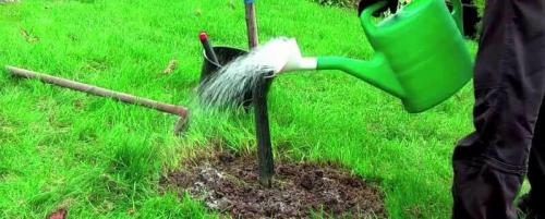 Как обеспечить правильное увлажнение плодового дерева после посадки. Когда и как поливать плодовые деревья весной, особенности весеннего полива