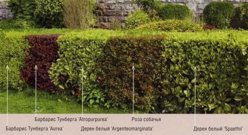 Какие условия необходимы для выращивания вечно зеленых или вечнозеленых кустарников. Живая изгородь на даче своими руками: какие растения лучше применить