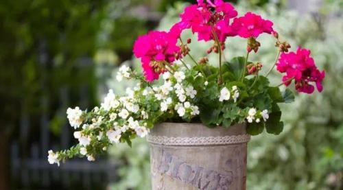 Герань на улице: как вырастить красивый цветок в городской среде 11 Герань на улице: как вырастить красивый цветок в городской среде 11