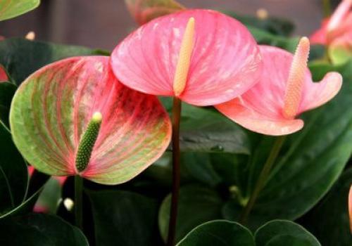 Декоративно лиственные растения. Декоративно-лиственные