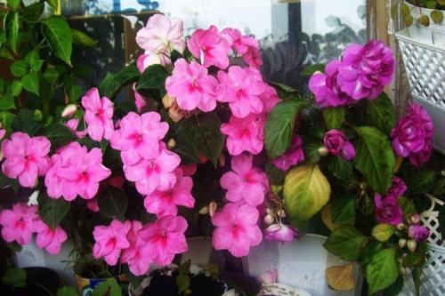 Декоративно цветущие растения. Комнатные цветы: фото и названия (каталог)