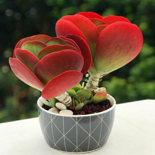 Декоративно цветущие комнатные растения. Самые красивые цветущие комнатные цветы фото и названия