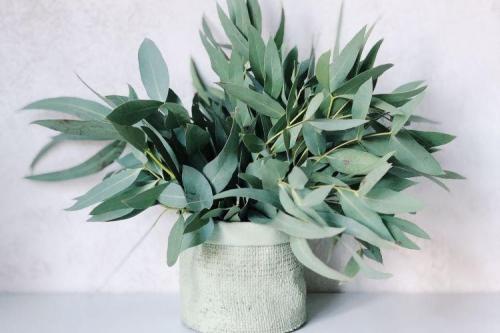 Декоративно цветущие растения комнатные. Комнатные растения: фото и названия (каталог)