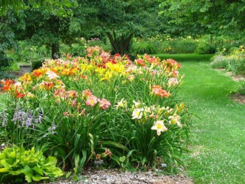 Клумба из ирисов с чем сочетать. Высокие ирисы в ландшафтном дизайне