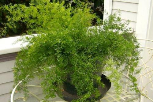 Декоративно цветущие растения комнатные. Комнатные растения: фото и названия (каталог)