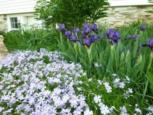 Клумба из ирисов с чем сочетать. Высокие ирисы в ландшафтном дизайне