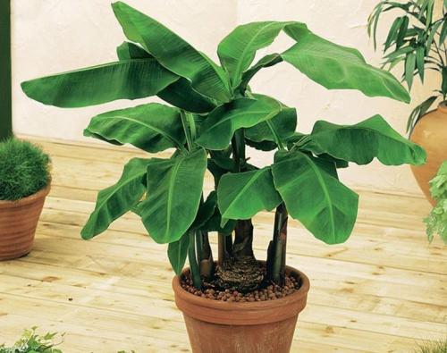 Декоративно цветущие растения. Комнатные цветы: фото и названия (каталог) 36