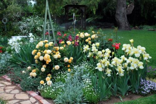 Клумба из ирисов с чем сочетать. Высокие ирисы в ландшафтном дизайне