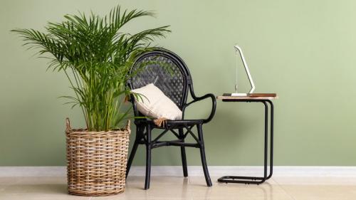 Декоративно цветущие растения. Комнатные цветы: фото и названия (каталог) 37