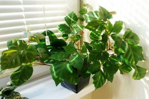 Декоративно цветущие растения. Комнатные цветы: фото и названия (каталог)