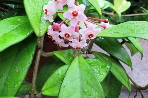 Декоративно цветущие растения. Комнатные цветы: фото и названия (каталог)