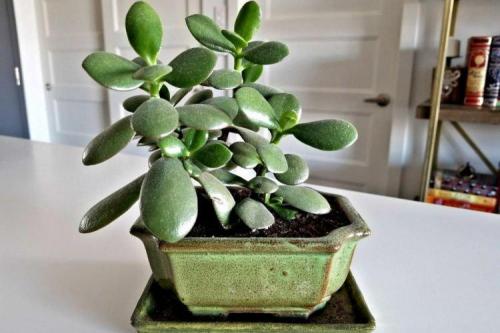 Декоративно цветущие растения комнатные. Комнатные растения: фото и названия (каталог)