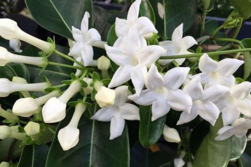 Декоративно цветущие растения. Комнатные цветы: фото и названия (каталог)