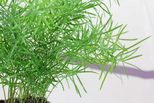 Декоративно цветущие растения. Комнатные цветы: фото и названия (каталог)