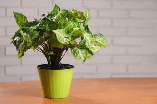 Декоративно цветущие растения. Комнатные цветы: фото и названия (каталог)