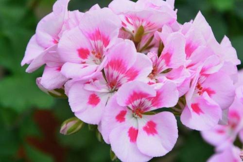 Декоративно цветущие растения комнатные. Комнатные растения: фото и названия (каталог)